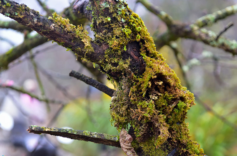 Năm nhuận, đào rừng Sa Pa nở sớm, giá tăng cao trước khi ra chợ Tết